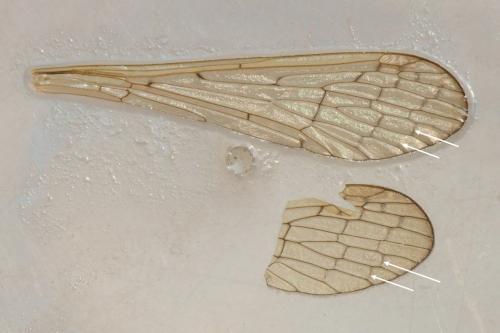 Réf. 234 086 : Bittacus hageni